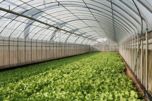 Ethical-Farming-FS-Food-Group-scaled